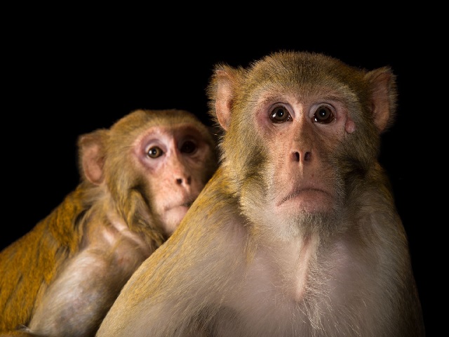 Prototype vaccine protects monkeys
